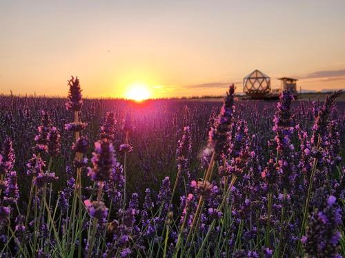 Valensole Other | La bulle ico