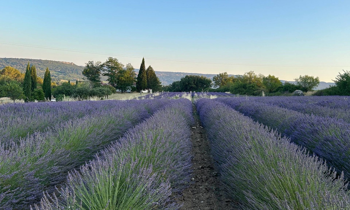 Goult Cottage | Lavender fields gîte with panoramic Gordes views on private estate near Goult