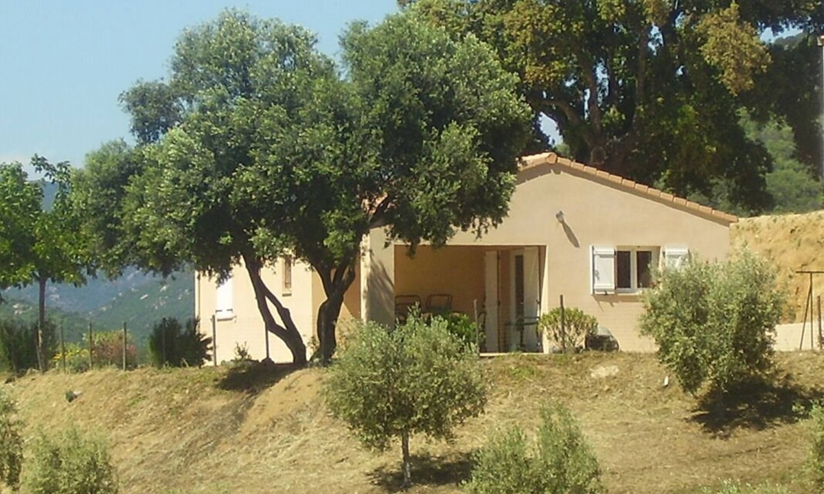 Sollacaro House | The olive grove 1 - SOLLACARO