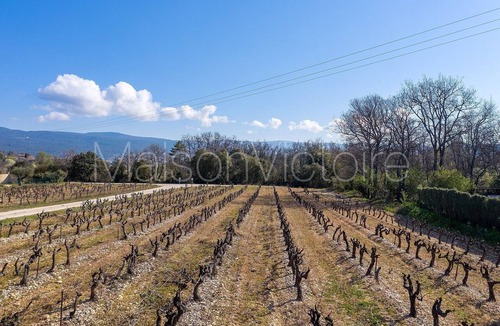 Croagnes House | Bastide-style property with pool and grape vines