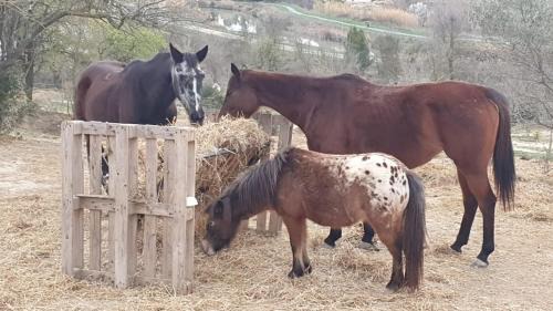 Poilhes Ski Chalet | Cabane insolite au sein d un ranch