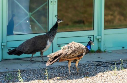 Bretagne-d'Armagnac House | Chalets Camping Lacs d'Armagnac