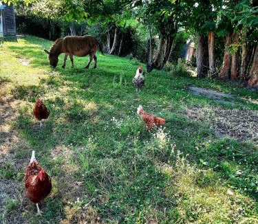 Montignac House | Chez Papi à Lascaux