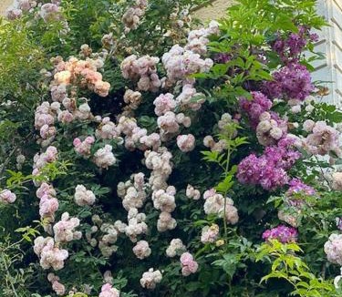 Frontenac House | Former Railway Keeper's House With Rose Garden