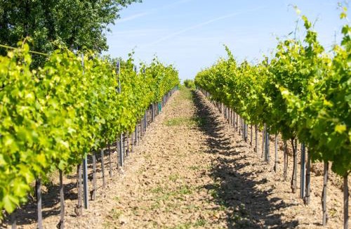 Cherves-Richemont House | L'Hermitage #Vignoble #Havre de Paix