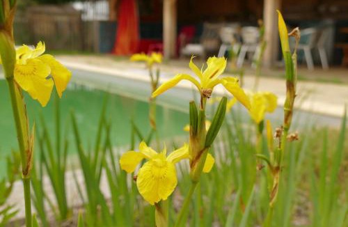 Savignac-de-Miremont House | La baignade aux iris