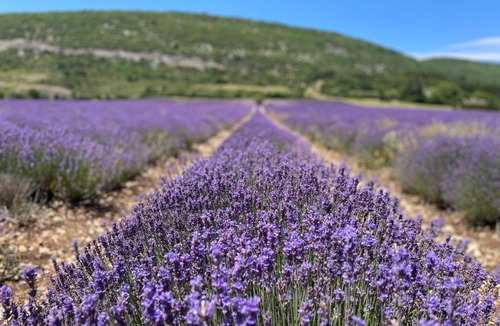 Sault Bed & Breakfast | La Bastide des Bourguets Adults Only, Mont Ventoux