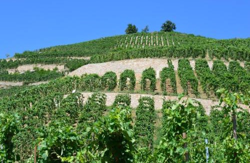 Tournon-sur-Rhone Apartment | La Maison de ma Mère - Vue sur le Vignoble Saint-Joseph