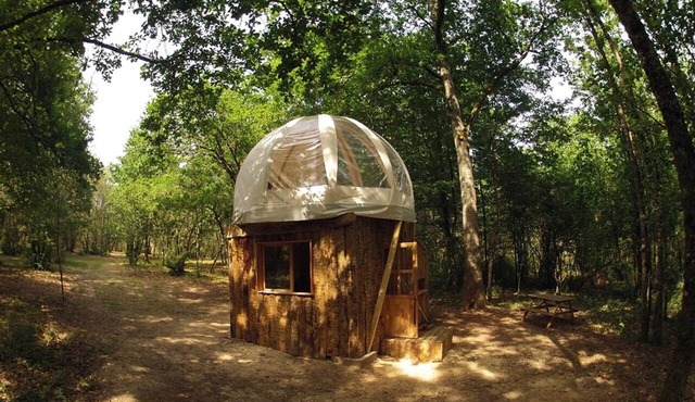 A Bubble Perched Beneath the Canopy