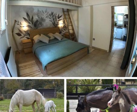 Charming studio in an exceptional equestrian farm