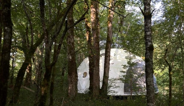 Dôme en forêt