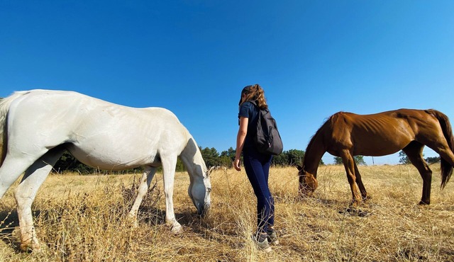 Nature estate in Provence with horses (max 22 pers), swimming pool, unique immersion
