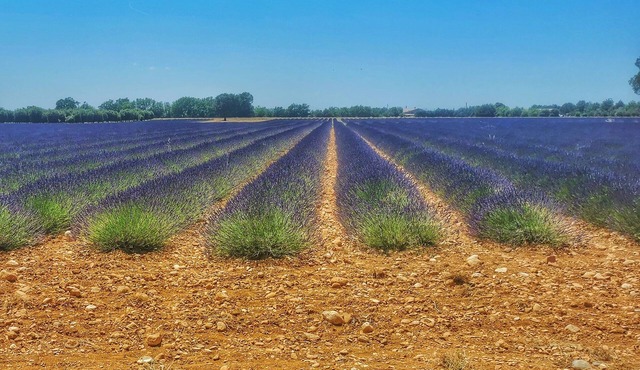 Spacious apartment near Lake Sainte-Croix, surrounded by truffle oaks.