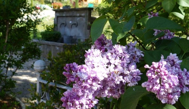 Suite of Lavender and Honey