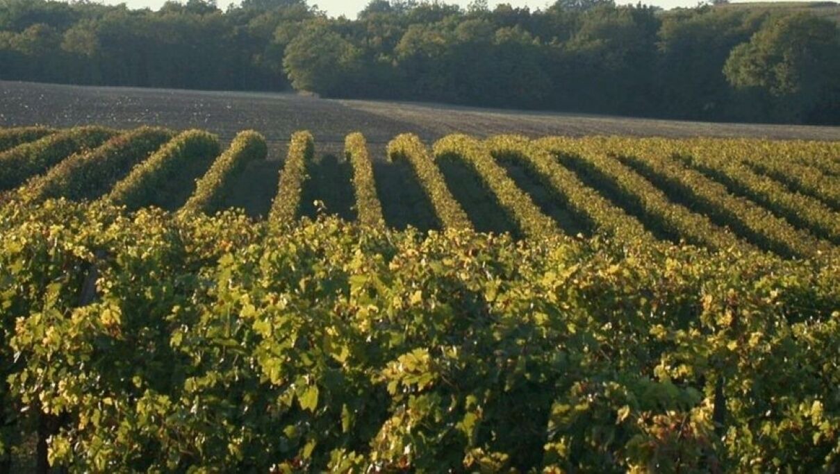 Photo of Others in Campagne-d'Armagnac